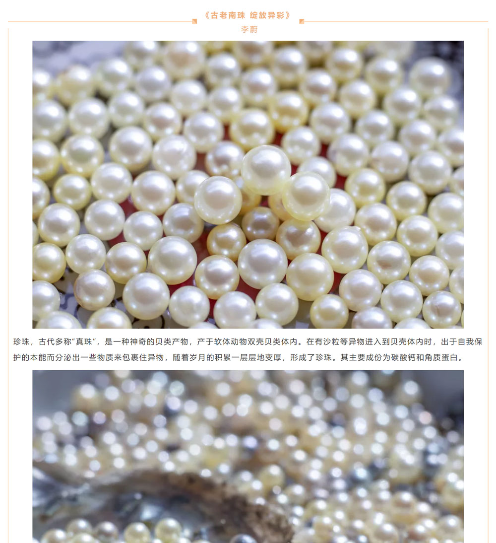 古老南珠，綻放異彩